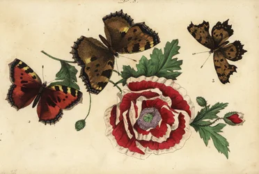 Großer Fuchs, Nymphalis polychloros 1, Kleiner Fuchs, Aglais urticae 2, und C-Falter, Polygonia c-album 3, mit Mohn